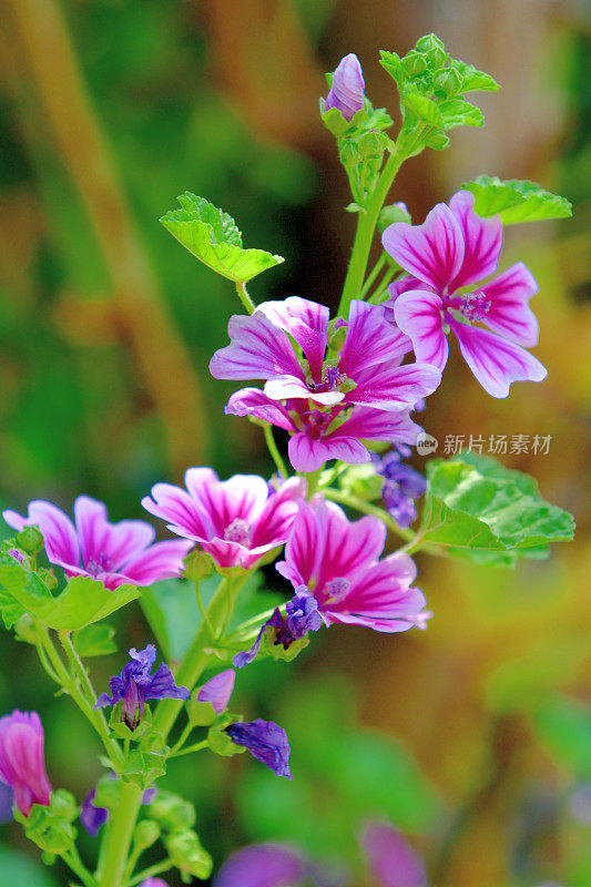 通常是Mallow / Malva Mauritiana / Malva Sylvestris